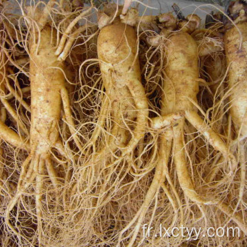 thé de racine de ginseng sauvage